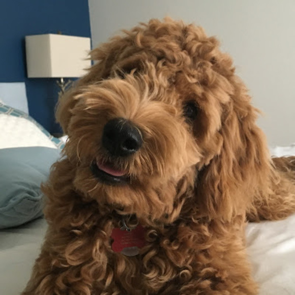 Meet your Posher, Isabella - Picture 1 of 1